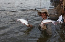 Thương lái Trung Quốc ồ ạt thu mua cá tra