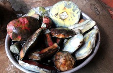 Nấm gan bò 800 ngàn đồng/kg, người Hà Nội Hà tranh nhau mua
