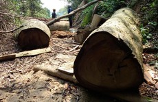 Cấm phá rừng… cho vui