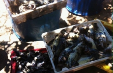 Cá chết ở đảo Phú Quý nghi do “thủy triều đỏ”