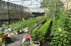 Ngắm vườn rau trái rộng 200m2 của ông bố trẻ Sài Thành
