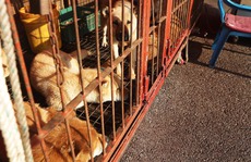 Hàn Quốc khai tử chợ thịt chó lớn nhất nước