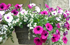5 loại hoa chịu lạnh tốt để ban công rực rỡ khi đông về