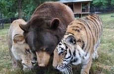 Ngỡ ngàng trước tình bạn của bộ ba sư tử, cọp, gấu