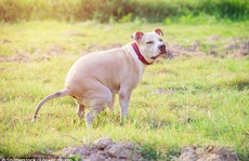 Ý tưởng 'độc' xử lý chó 'đi bậy' ngoài đường