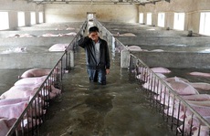 Nông dân Trung Quốc khóc nhìn 6.000 con heo chết chìm