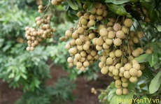 Nhãn chín sớm thu hơn 1 tỉ đồng/ha