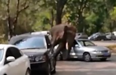 Thất tình, voi đập phá 15 chiếc xe để 'giải khuây'