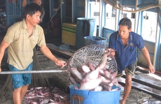 Giá cá tra bất ngờ tăng vọt, nông dân tiếc hùi hụi
