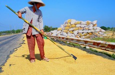 Gần 7.000 tỉ đồng tái cấu trúc ngành lúa gạo