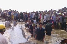 Clip hàng ngàn người giải cứu cá voi 17 tấn mắc kẹt trên bãi biển