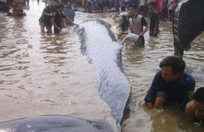 Cá voi nặng trên 7 tấn chết trôi dạt vào biển Nghệ An