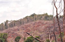 20 năm, mất cả triệu hecta rừng