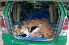 Bắt “cẩu tặc” bắn hạ 16 con chó trong 1 đêm