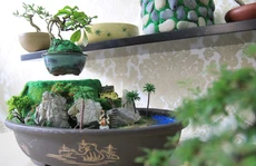 Bonsai tiền triệu bay lơ lửng hút khách hiếu kỳ