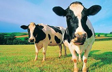 Nếu mua và giữ cổ phiếu VNM, nông dân sẽ 'khỏe' cỡ nào?