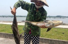 Cá lồng ở cửa biển Thanh Hóa chết bất thường hàng loạt