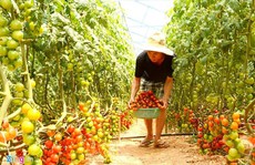 Anh em 9X kiếm tiền tỉ mỗi năm nhờ nông trại rau sạch