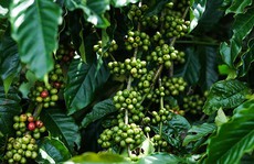 Cà phê ở đâu ngon nhất?