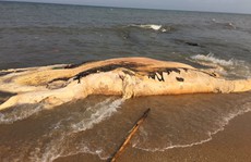 Xác cá voi khổng lồ dạt vào bờ biển Quảng Bình