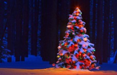 Trang trí nhà đón Noel, một người rơi xuống đất tử vong