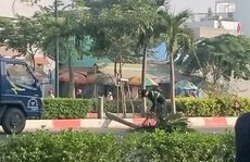 Hàng trăm cây cau trên đường Phạm Văn Đồng bị chặt hạ