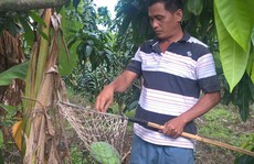 “Lên đời” cho trái cây Việt