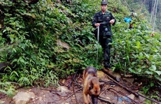 2 đội chó nghiệp vụ tìm du khách Anh mất tích ở Sa Pa