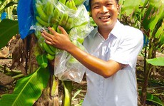 Chuối FOHLA - tự hào  trái cây Việt