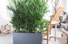 7 loại cây thanh lọc không khí nên trồng trong nhà