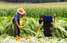 Nông sản Bắc Mỹ rầm rộ tìm đường vào Việt Nam