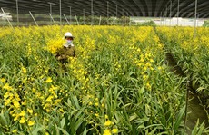Trại lan vũ nữ triệu đô ở Lâm Đồng