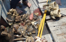 Hãi hùng cảnh san hô, hải sâm chết xếp lớp dưới đáy biển Quảng Bình