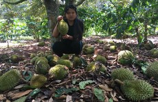 Chọc rụng 2,5 tấn sầu riêng để phá hoại