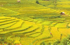 Băng qua mùa vàng Mù Căng Chải