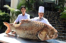 Cá hô 119 kg từ Campuchia về nhà hàng ở TPHCM