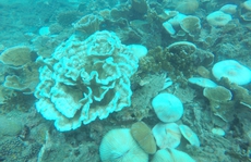 San hô tại Côn Đảo bị tẩy trắng hàng loạt