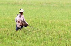 Xiệc chuột bị điện giật tử vong