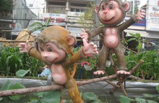 Thích thú với khỉ đi cầu khỉ ở đường hoa Cần Thơ
