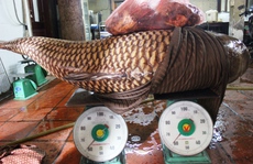 Cá hô Biển Hồ 130 kg về nhà hàng ở Sài Gòn