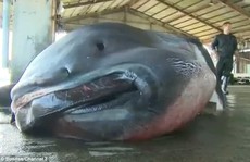 Nhật Bản: Bắt được cá mập khổng lồ cực hiếm