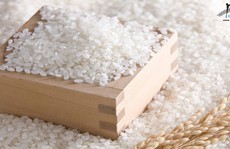 Trải nghiệm gạo Nhật Japonica
