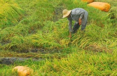 Hết hạn mặn đến mưa dầm, nông dân miền Tây điêu đứng