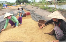 Giá lúa ĐBSCL tăng vọt, bà con nông dân mừng ra mặt