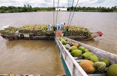 Giá dừa Bến Tre tăng cao kỷ lục