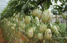 Nông dân Đà Lạt làm giàu từ rau củ độc lạ