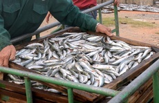 Đề nghị tiêu hủy cá nục nhiễm 'chất độc' Phenol là vội vàng
