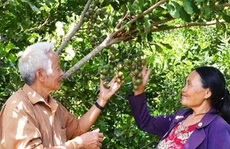 Khóc cười mùa mắc ca chín