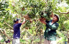 Nhãn muộn Khoái Châu mùa quả ngọt