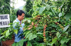 Thu cả tỉ đồng mỗi năm từ vườn tiêu xen cà phê hữu cơ